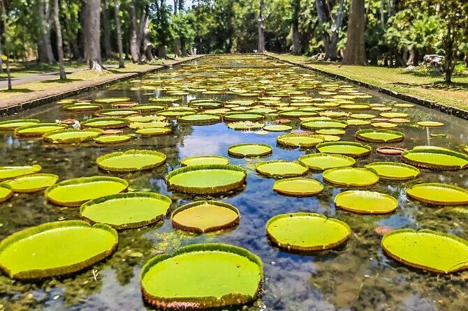 8-Hour Private City and North Tour in Mauritius - Pamplemousses Botanical Garden: Sir Seewoosagur Ramgoolam’s plant collections
