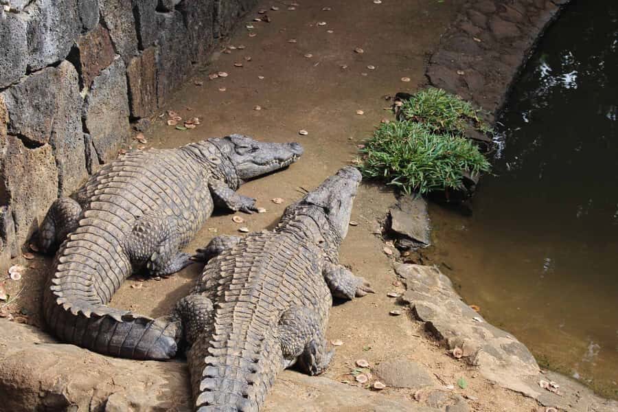 Animal & Nature Parks, Private Tour - Feeding timing: how to not miss the crocodile moment