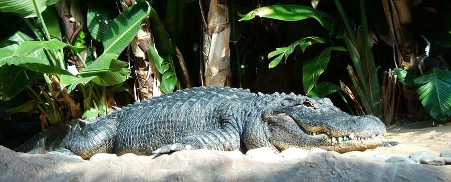 Animal & Nature Parks, Private Tour - Waterfall stops in the South West and South: what to expect