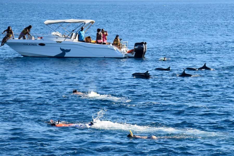 Black River: Dolphin Swim and Whale Watching by Speedboat - Snorkeling the Reef After the Dolphins: A Nice Reset, Not a Throwaway Stop