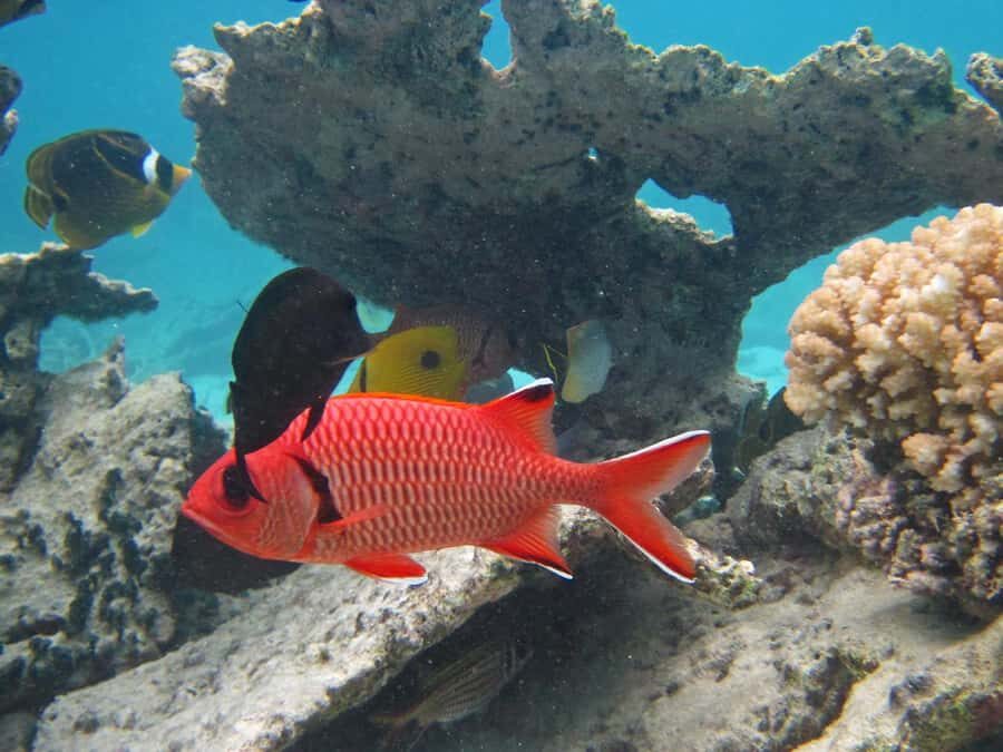Blue Bay: Half-Day Snorkeling Trip with Creole Picnic Lunch - First lagoon snorkeling: coral, fish, and conditions that can shift