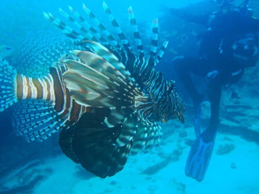 Blue Bay: LEARN TO DIVE TODAY with CORAL DIVING Team - Blue Bay meets Le Peninsula: the smooth start before anything goes underwater