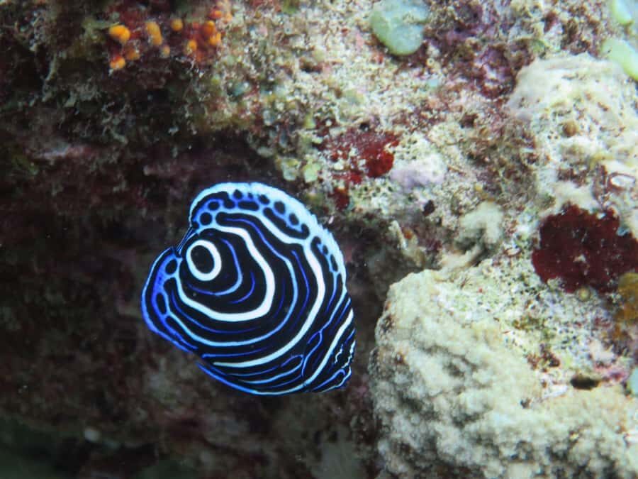 Blue Bay: LEARN TO DIVE TODAY with CORAL DIVING Team - Transfers, rules, and the small stuff that affects your comfort