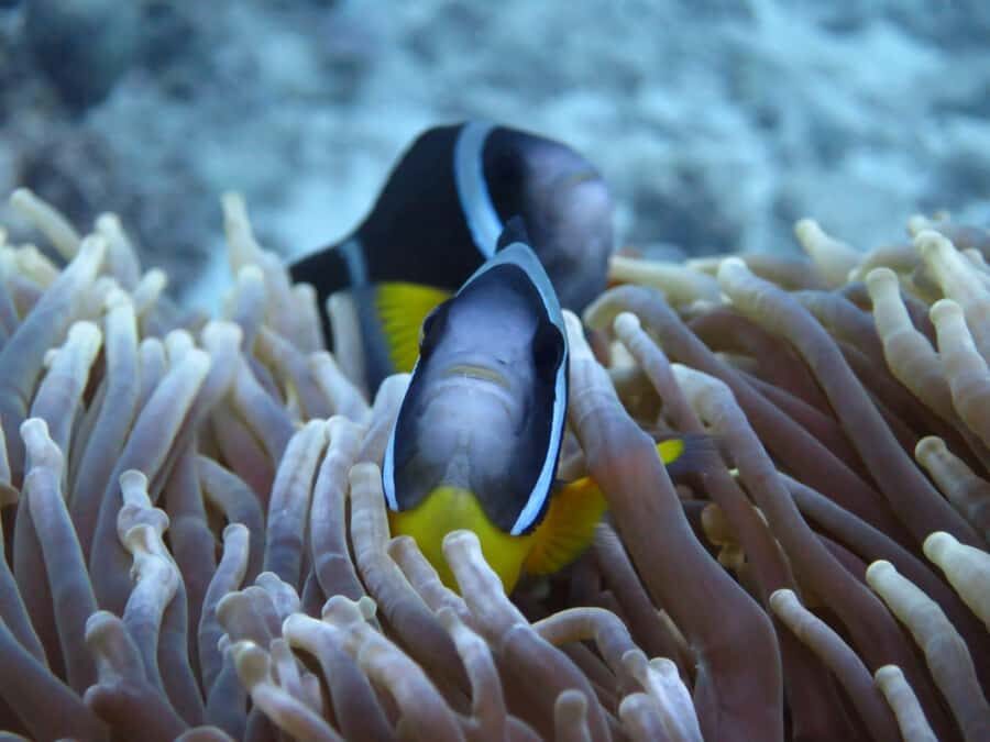 Blue Bay: LEARN TO DIVE TODAY with CORAL DIVING Team - The instruction style: what stood out from a real booking