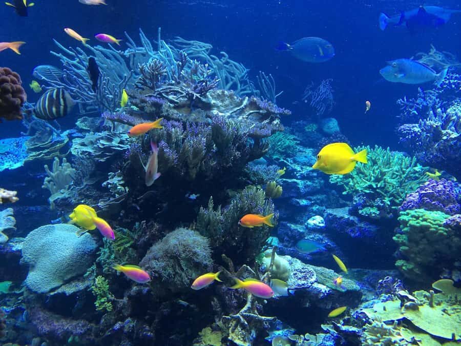 Coin de Mire 2-Hour Private Snorkeling Trip - Key highlights you’ll feel on the water