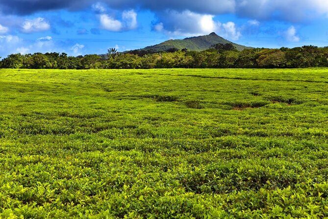 Discover the East of Mauritius: Full-day All-inclusive tour (Visit to 3 parks) - Key points before you go