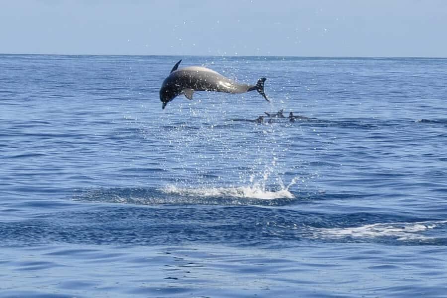Dolphins: Private, Snorkel, CrystalRock, ileoBenitiers,lunch - Ile aux Benitiers BBQ lunch: a real island break