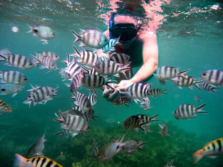 Dolphins: Private, Snorkel, CrystalRock, ileoBenitiers,lunch - What to pack so you enjoy every minute