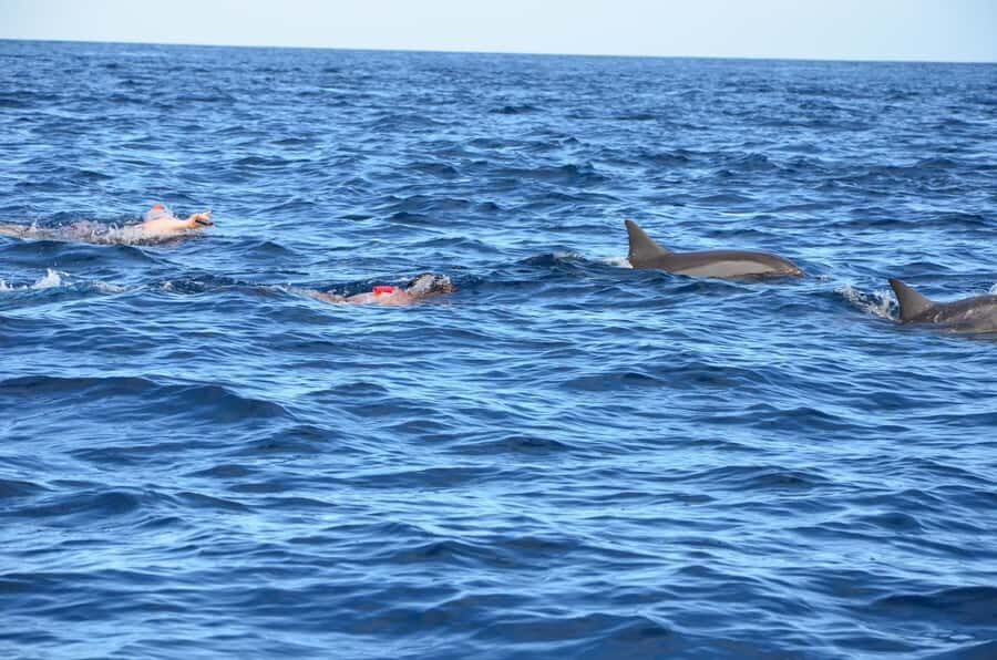 Dolphins & Whales, Private Tour Snorkeling - Gear and What to Bring for a Comfortable Swim