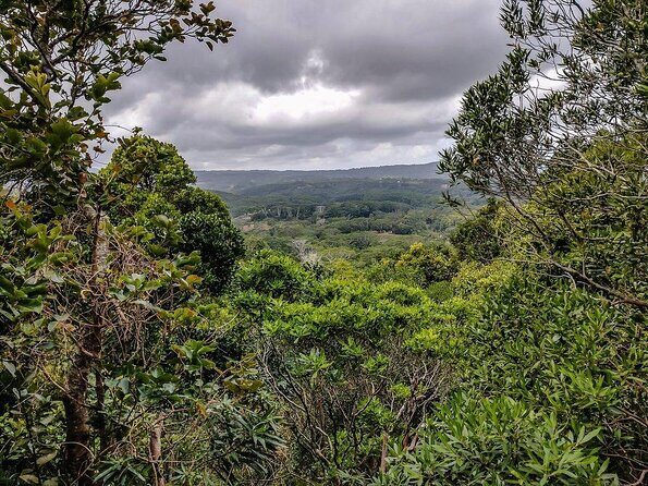 Ebony Forest Reserve Chamarel - Take a Hike Tour - Key highlights at a glance