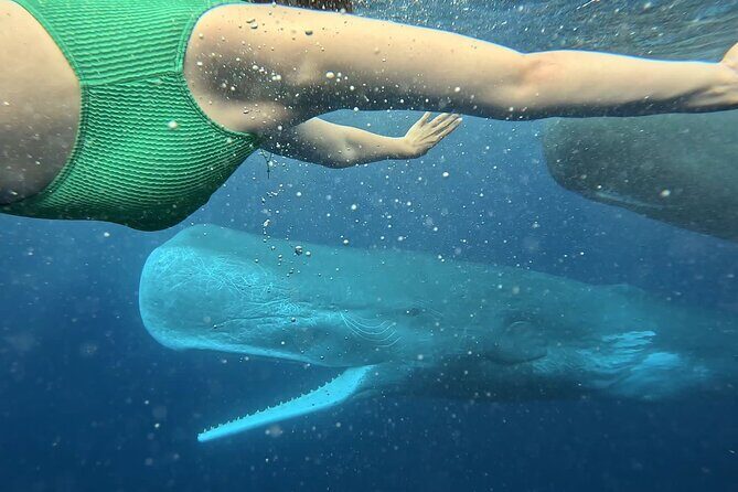 Eco-friendly Dolphin Watching Tour in Mauritius - Crystal Rock: the shoreline landmark with real photo payoff