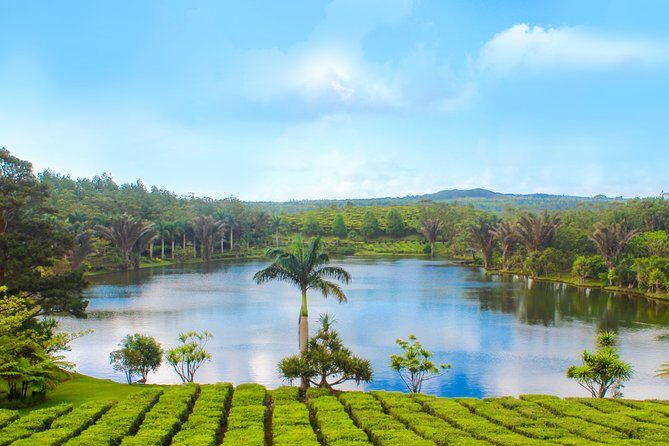 Full Day Guided Tea Route Mauritius: Including Lunch - Bois Cheri Tea Factory and Tea Museum: where Mauritius tea takes root