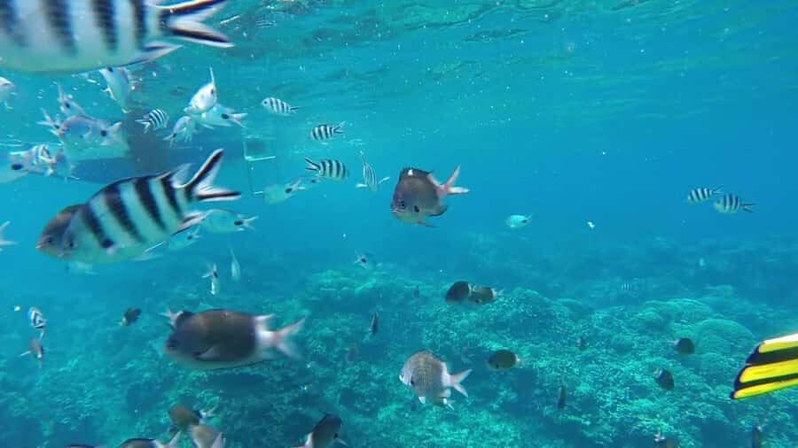 GBaie: 3 North Islands Cruise, Lunch & CoindeMire Snorkeling - Coin de Mire snorkeling without stepping ashore