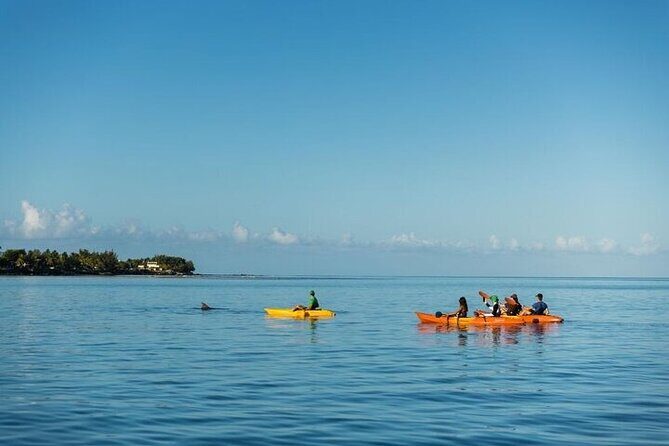 Guided Kayak 2 Hours Activity with Dolphins - Dolphin-Friendly by Design: How the Kayak Changes Everything