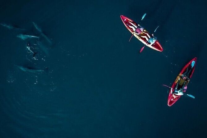 Guided Kayak 2 Hours Activity with Dolphins - Should You Book This Dolphin Kayak Tour?
