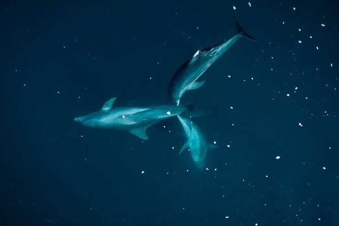 Guided Kayak 2 Hours Activity with Dolphins - The 2-Hour Rhythm: What You’ll Do Step by Step