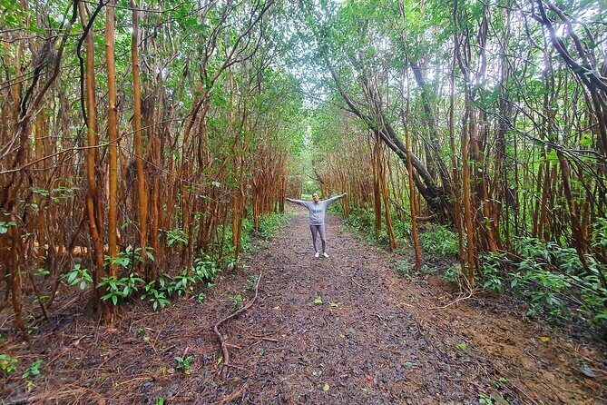 Hiking the Black River Gorges: Full-day with Lunch and Transfer - Black River Gorges in one sentence: what you’re actually hiking