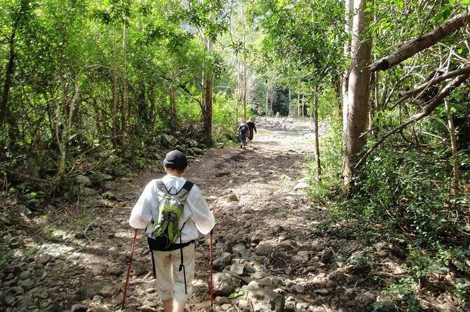 Hiking the Black River Gorges: Full-day with Lunch and Transfer - The national park segment: what you’re doing across the next two blocks