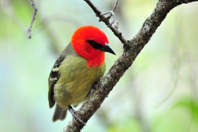 Ile aux Aigrettes - Tea Route - Gris Gris Private Guided Tour (Min. 2 persons) - Ile aux Aigrettes: the nature reserve stop that feels oddly special