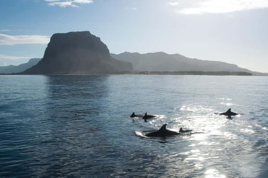 Île aux Bénitiers: Snorkeling w/Dolphins Boat Tour & Lunch - Key moments that make this tour worth it