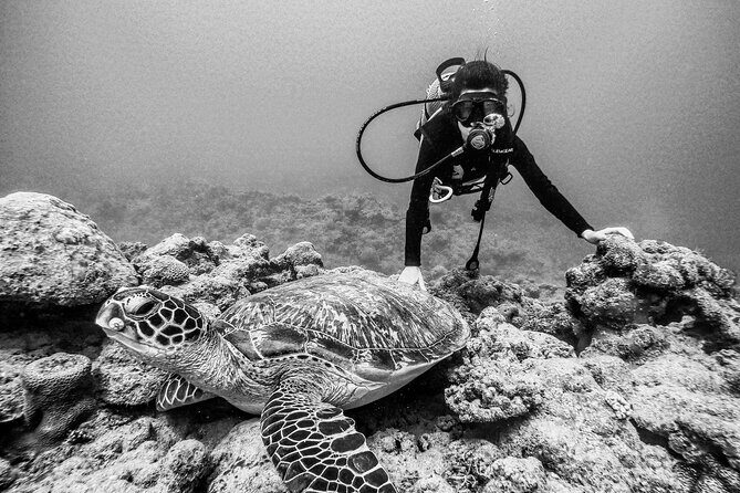 Join us for your first bubbles ! - What You’ll See Underwater (and Why Your Guide Matters)