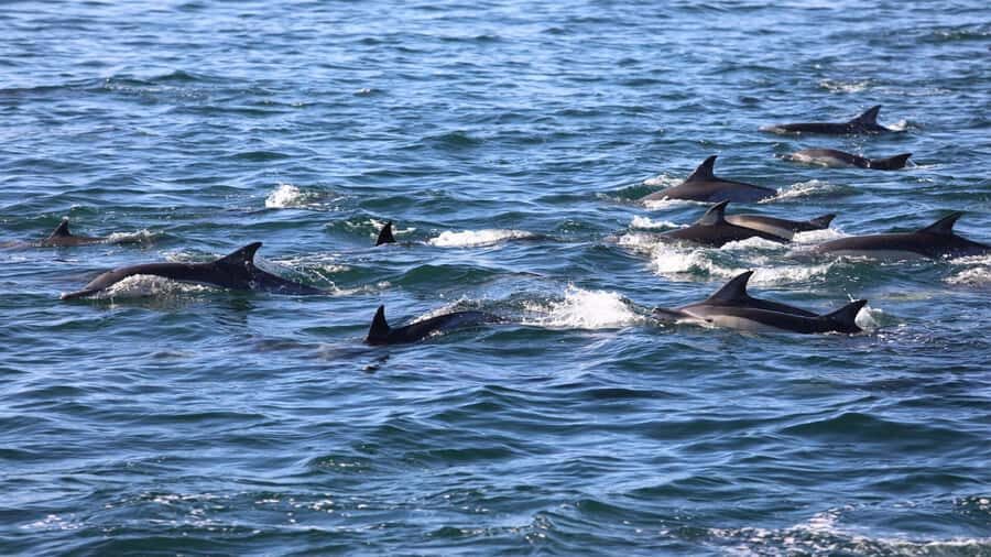 La Preneuse: Dolphin Swimming and Snorkeling Speedboat Trip - FAQ