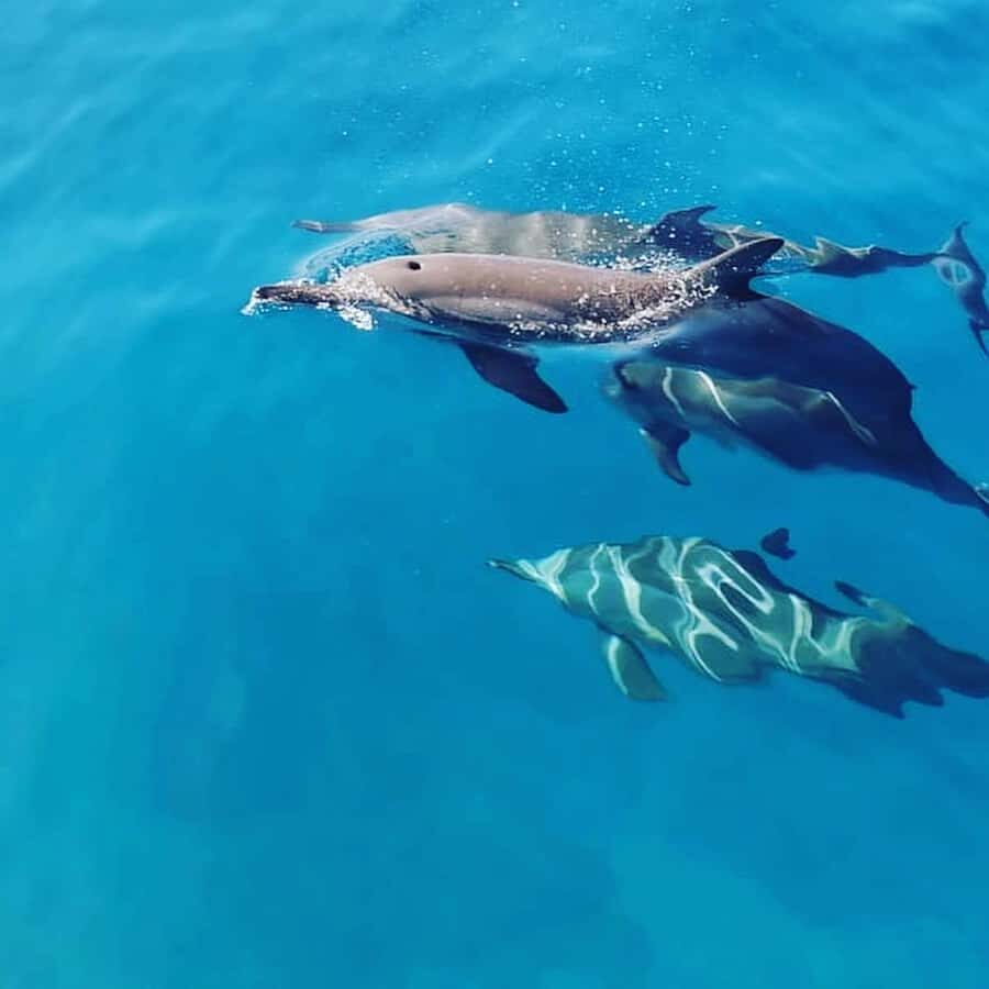 LE MORNE DOLPHINS SUNRISE TRIP - Respect-first dolphin watching off Le Morne