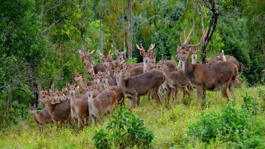 Mauritius 4x4 safari adventure with pick up - Bel Ombre Nature Reserve: why the 4x4 part matters