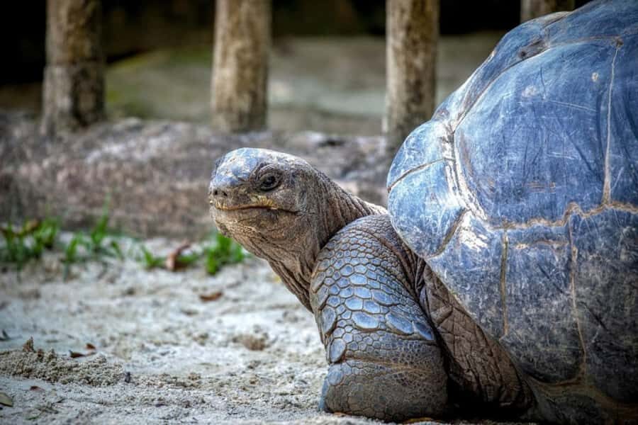 Mauritius: Ile aux Aigrettes Nature Reserve with Boat Ride - Why Ile aux Aigrettes Is Worth the Boat Ride