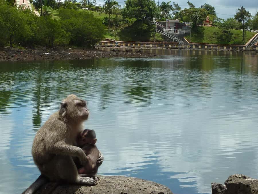 Mauritius: Private Guided South Tour with Pickup - How the 9 a.m. pickup and private minibus make the south easy