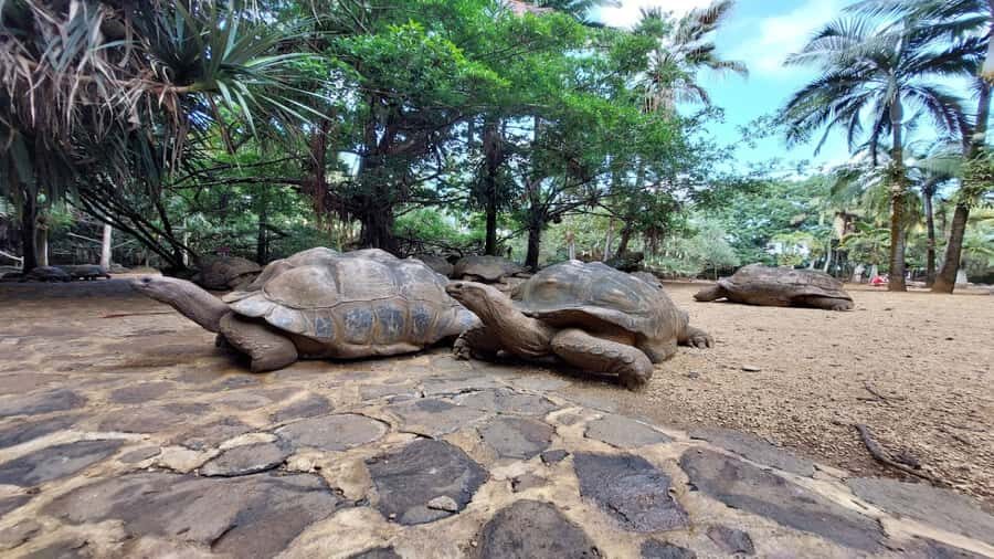 Mauritius: Southern Tour Incl. Adventure Park & Le Morne - Fossils and Insects at La Vanille: More Than a Typical Zoo Stop