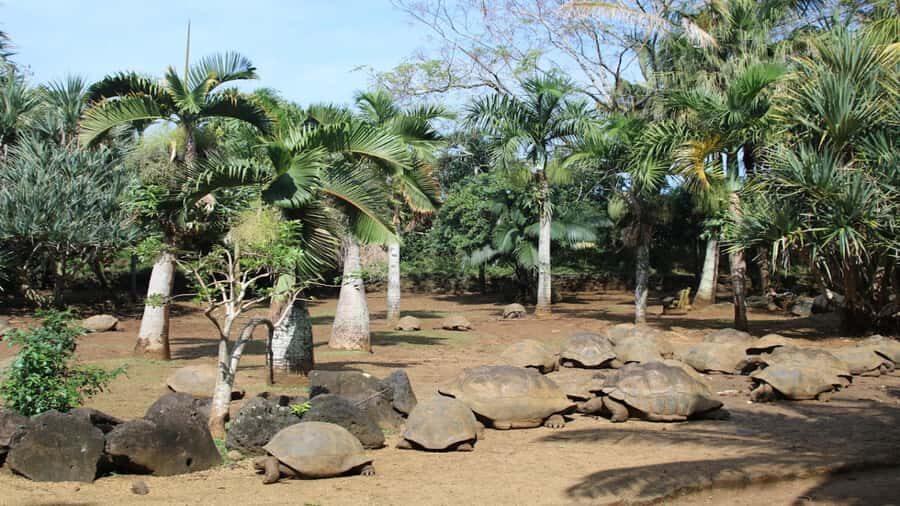 Mauritius: Southern Tour Incl. Adventure Park & Le Morne - Price and Value for $125 per Group (Up to 4): What You’re Actually Buying