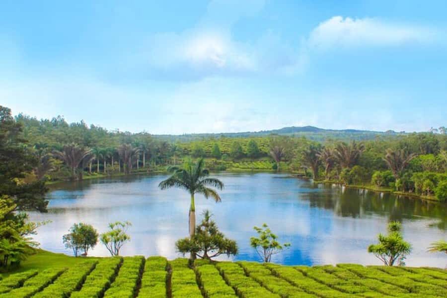 Mauritius: Tea, Rum and Vanilla Route with Lunch and Pickup - Saint Aubin Estate: Vanilla Spaces, Spice Gardens, and Old Mill Energy