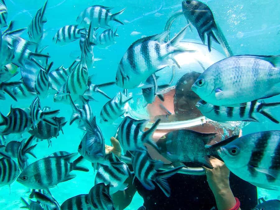 Mauritius: Watersport Adventure Day with Lunch and Pickup - Price and value at $240 per person: when this bundle makes sense