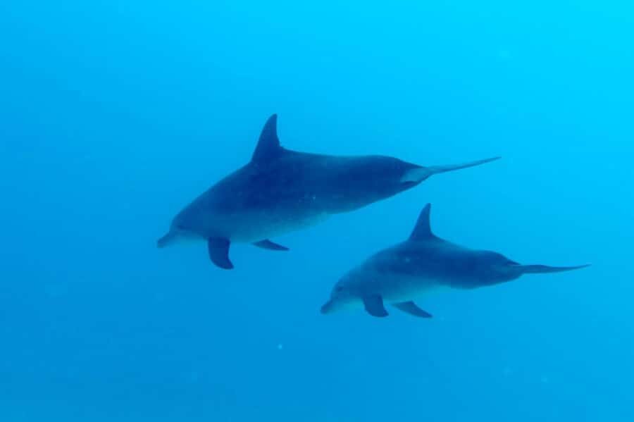North of Mauritius: Scuba Diving Tour - Key things I’d watch for