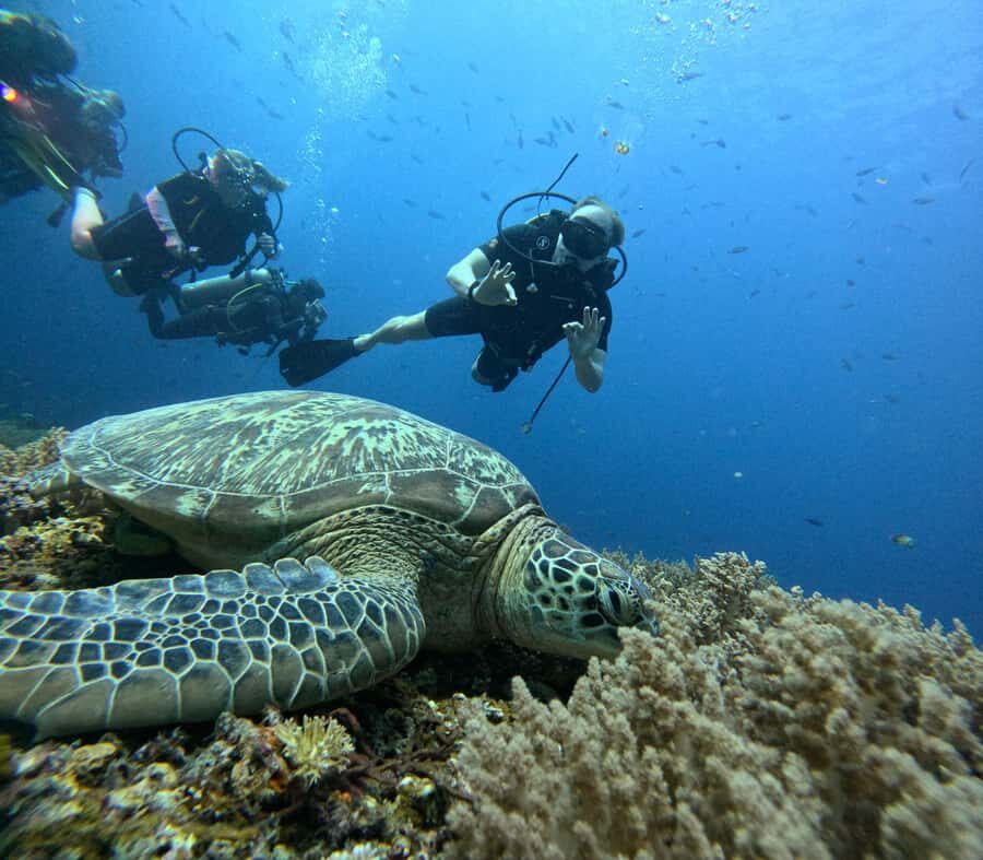 North of Mauritius: Scuba Diving Tour - Trou aux Biches and Pereybere: How the Northern Sites Fit Together