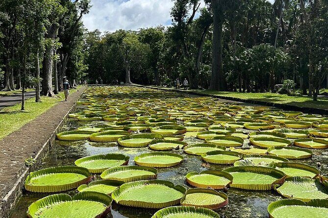 Northern Mauritius Private Tour w/ Port louis Market and Beaches - Pamplemousses Botanical Garden (Sir Seewoosagur Ramgoolam) in 45 Minutes