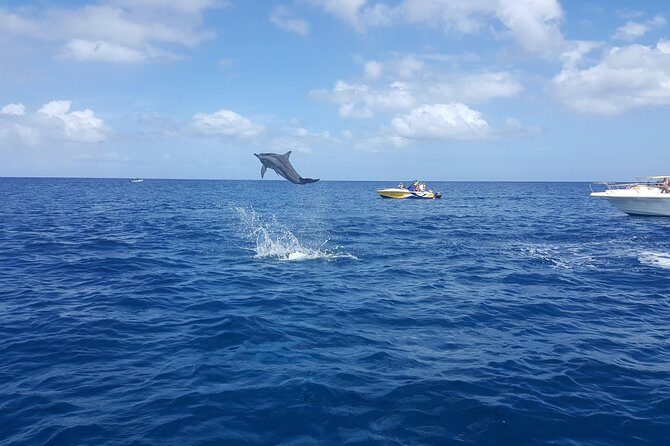 Ocean Swim with Dolphins - The Aquarium coral barrier: what “snorkel time” feels like
