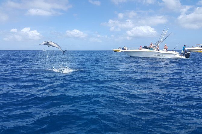 Ocean Swim with Dolphins - Who should book this dolphin and snorkel outing—and who should think twice
