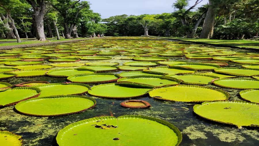 Port Louis Market, Botanical Garden -Northern Mauritius Tour - The smart logic of a 9-hour northern Mauritius hit