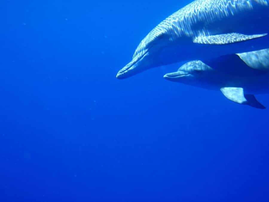 Private Dolphin Encounter and Whale Watching - Key things that make this trip worth your time