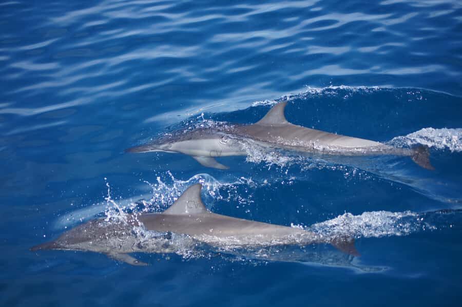 Private Dolphin Encounter and Whale Watching - Should you book this Mauritius dolphin-and-whale speedboat?
