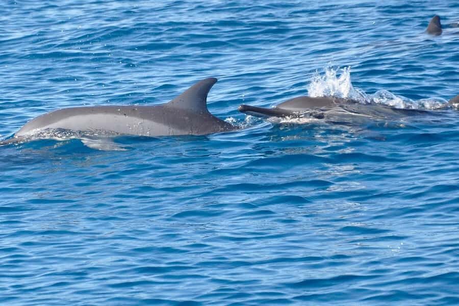 Private Dolphin Snorkeling Tour. Equipment available Free. - Dolphin Watch First, Then Guided Snorkeling With Big and Small Dolphins