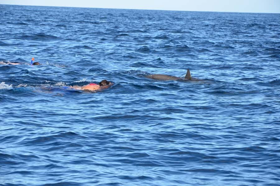 Private Dolphin Snorkeling Tour. Equipment available Free. - Timing Flexibility and How to Reduce Boat Chaos