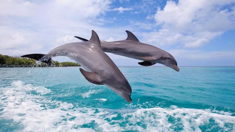 Private Dolphin Swim/Snorkeling & Lunch on Benitiers island - Crystal Rock snorkeling plus Le Morne Mountain scenery