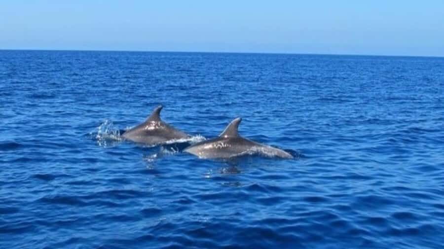 Private Dolphin Swim/Snorkeling & Lunch on Benitiers island - Île aux Bénitiers lunch: 3-course BBQ on island time