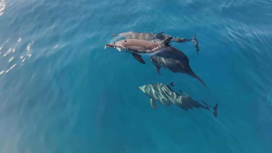Private Île aux Bénitiers Boat: Dolphin Snorkeling & Lobster - A VIP day on Le Morne’s water (without the chaos)