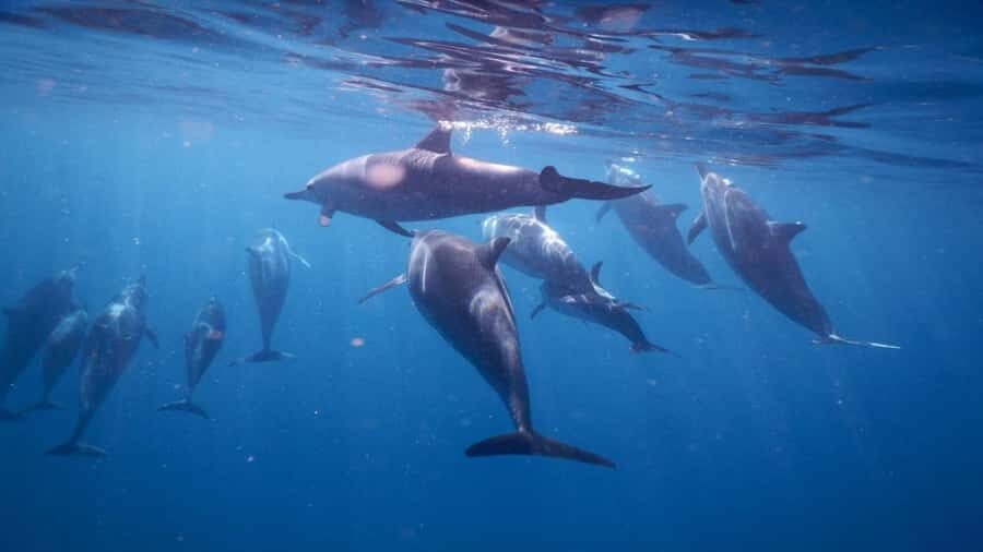 Private Île aux Bénitiers Boat: Dolphin Snorkeling & Lobster - Dolphin encounters: the “how” is the difference between fun and stress