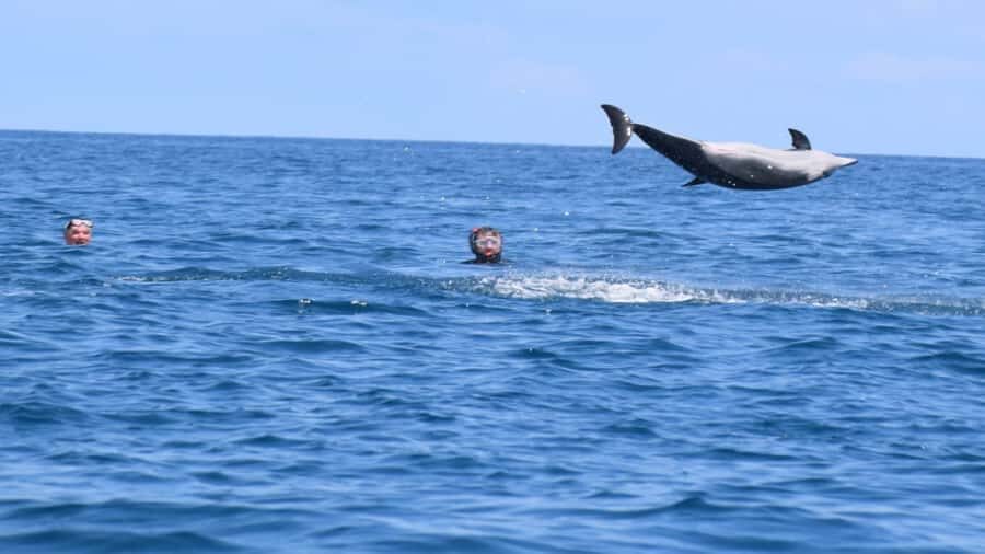 Private Île aux Bénitiers Boat: Dolphin Snorkeling & Lobster - What to pack (and what to expect in the water)