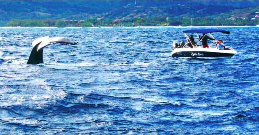 Private :Whales and dolphins watching/Swimming with dolphins - Key things that make this dolphin tour worth your time